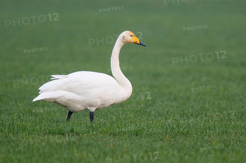 Whooper Swan (Cygnus cygnus), North Rhine-Westphalia, Germany