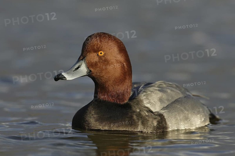 Redhead (Aythya americana) male, Arizona, USA