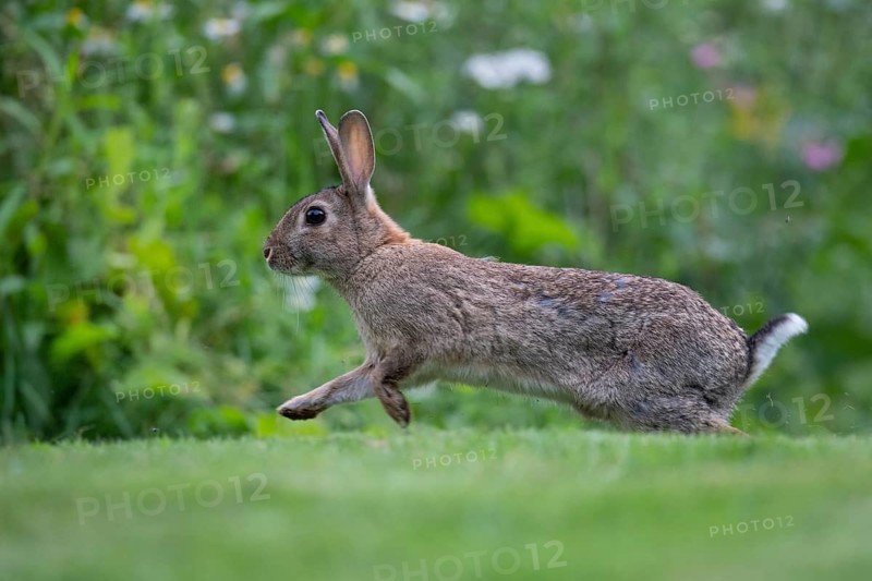 Wild rabbit (Oryctolagus cuniculus), Stapelfeld, Cloppenburg, Lower Saxony, Germany