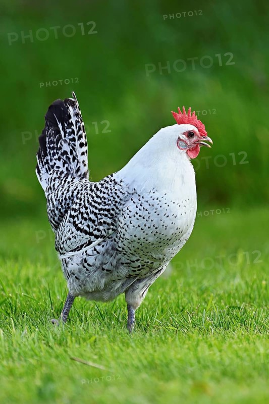 East Frisian Gull standing in a meadow, chicken breed with good utilisation characteristics, Texel, North Holland, Netherlands