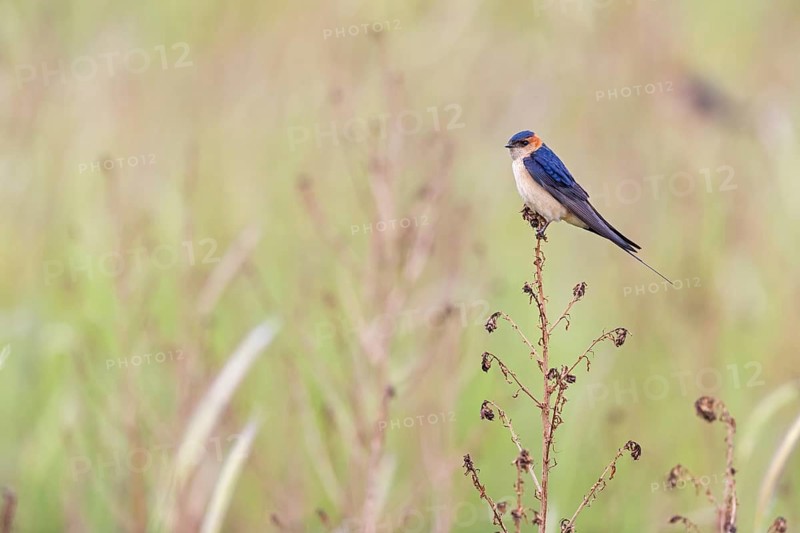 Rufous Swallow, (Cecropis rufula), Animals, Bird, Birds, Swallow, Swallow family, Lesbos, Greece