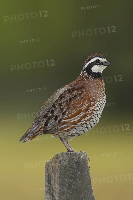 Northern Bobwhite (Colinus virginianus) male, Delaware, USA