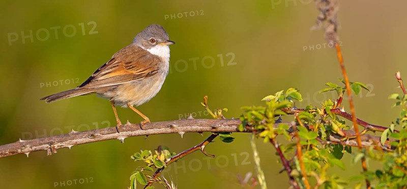Whitethroat, common whitethroat (Sylvia communis), Fauvette grisette, Curruca Zarcera, songbird, shrub wren, Bad D¸rkheim district, Hockenheim, Baden-Württemberg, Germany