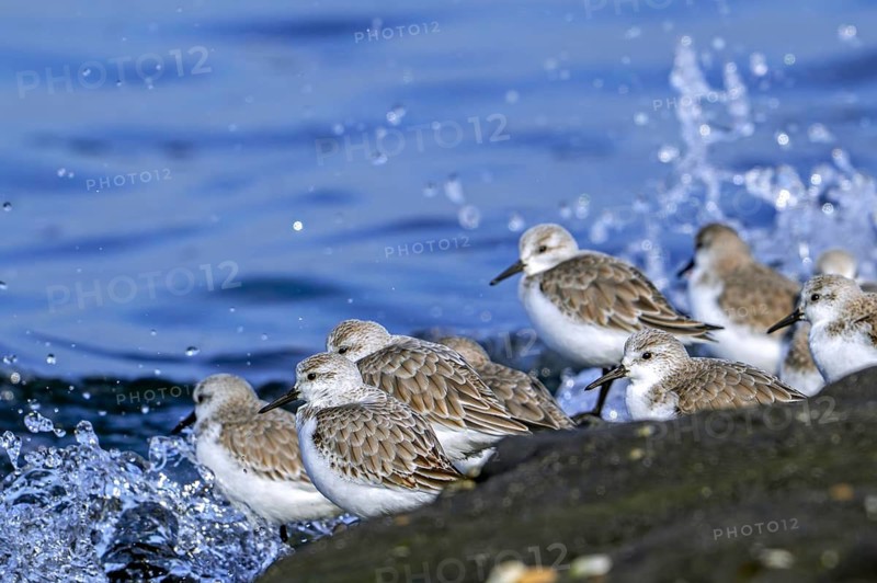 Flock of sanderlings (Calidris alba) in non-breeding plumage resting on high tide refuge during high water in late winter, early spring