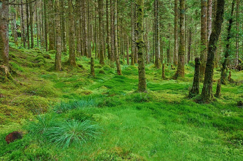 Moss-covered forest floor under tall, dense trees, Loch Awe, Scotland, United Kingdom, Great Britain