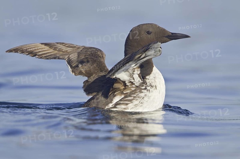 Common Murre (Uria aalge), Newfoundland, Canada