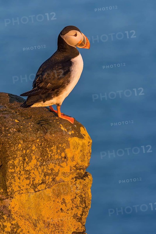 Atlantic Puffin (Fratercula arctica) on cliff, Iceland