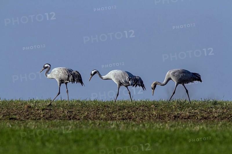 Common Crane (Grus grus) family foraging, Mecklenburg-Western Pomerania, Germany
