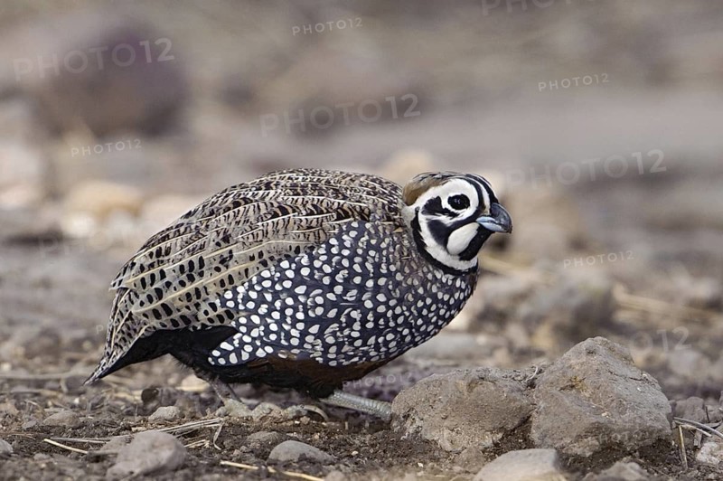 Montezuma Quail (Cyrtonyx montezumae), Texas, USA