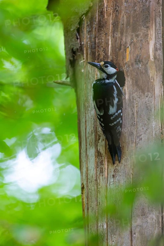 Pileated Woodpecker (Dendrocopos major) at the breeding cavity, Piciformes, Göggingen, Krauchenwies, Landkreis Sigmaringen, Baden-Württemberg, Baden-Württemberg, Germany