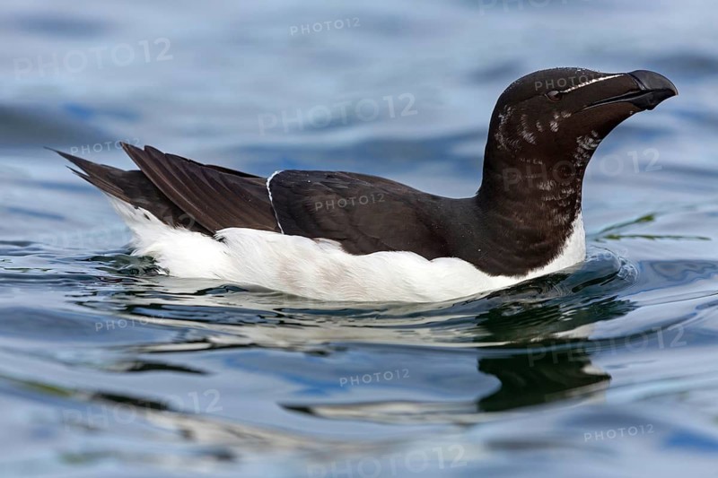 Razorbill, (Alca torda), animals, birds, alcid family, swims in the water, Varanger Hornoya, Finnmark, Norway