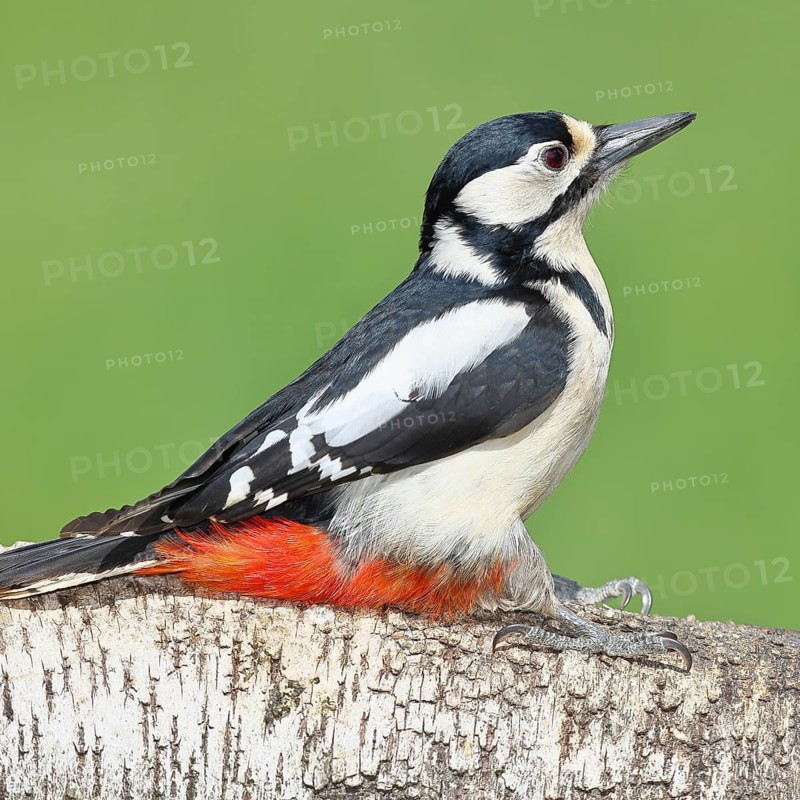 Great spotted woodpecker (Dendrocopos major) female sitting on the trunk of a fallen birch tree, Animals, Birds, Woodpeckers, Wilnsdorf, North Rhine-Westphalia, Germany