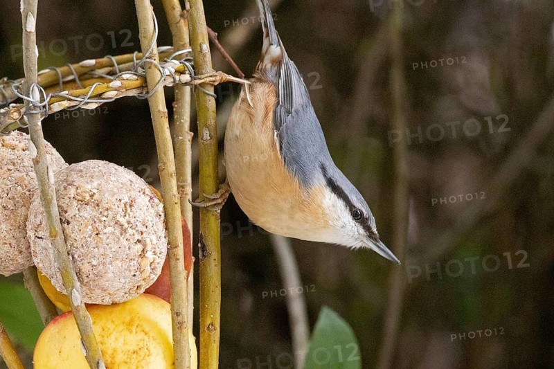 Nuthatch (Sitta europaea), tit dumpling, Sieversen, Rosengarten, Lower Saxony, Germany
