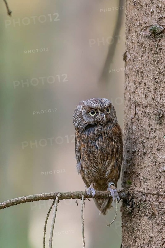One Eurasian scops owl (Otus scops) sitting on a twig with a forest in the background