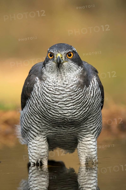 Havik, northern goshawk, Accipiter gentilis