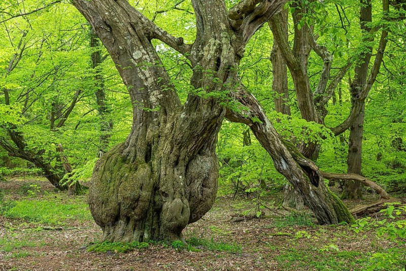 Spring in the Baumweg jungle, Emstek, Lower Saxony, Germany