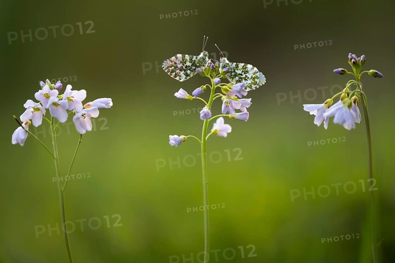 Aurora butterfly (Anthocharis cardamines) on meadowfoam, Vechta, Lower Saxony, Germany