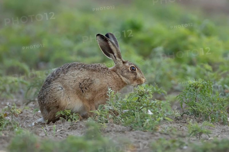 European brown hare (Lepus europaeus) adult animal eating a plant in a farmland field in summer, England, United Kingdom