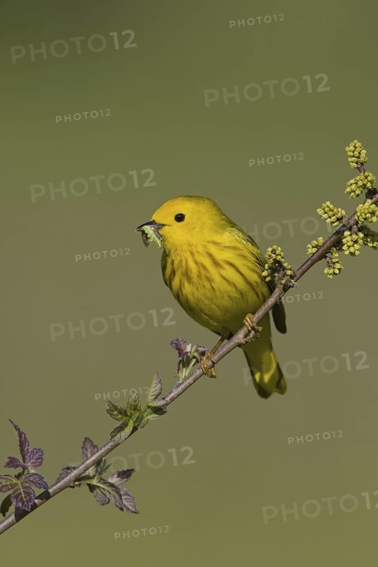 Mangrove Warbler (Setophaga petechia) male, Ontario, Canada