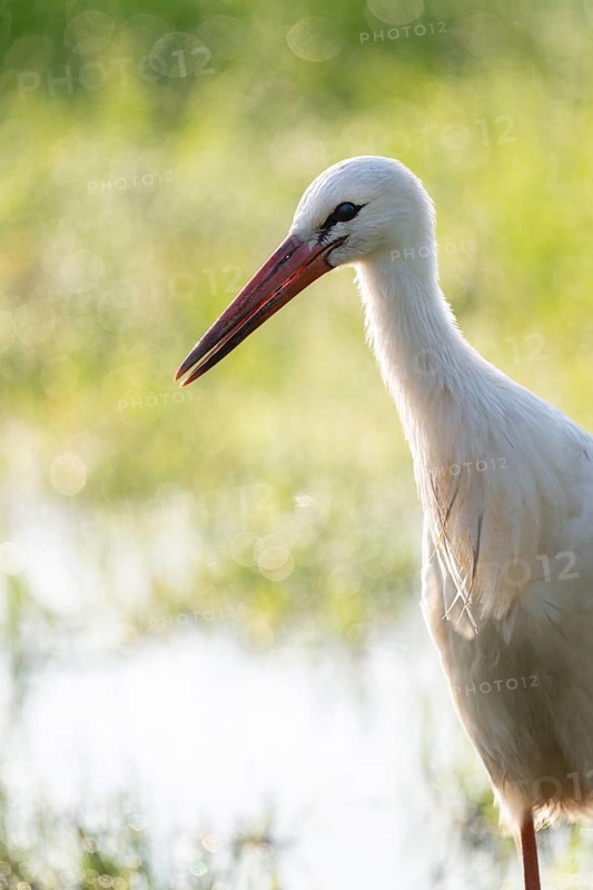 White stork (Ciconia ciconia), portrait, Lower Saxony, Germany