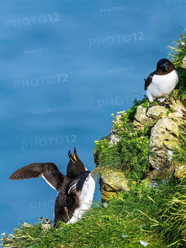 Razorbill, Alca Torda, birds on cliffs, Bempton Cliffs, North Yorkshire, England, United Kingdom