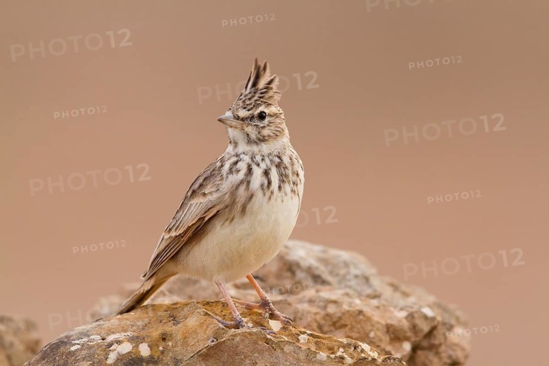 Thekla Lark (Galerida theklae), Morocco