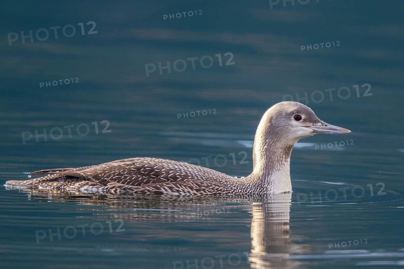 Red-throated Loon (Gavia stellata), Carinthia, Austria