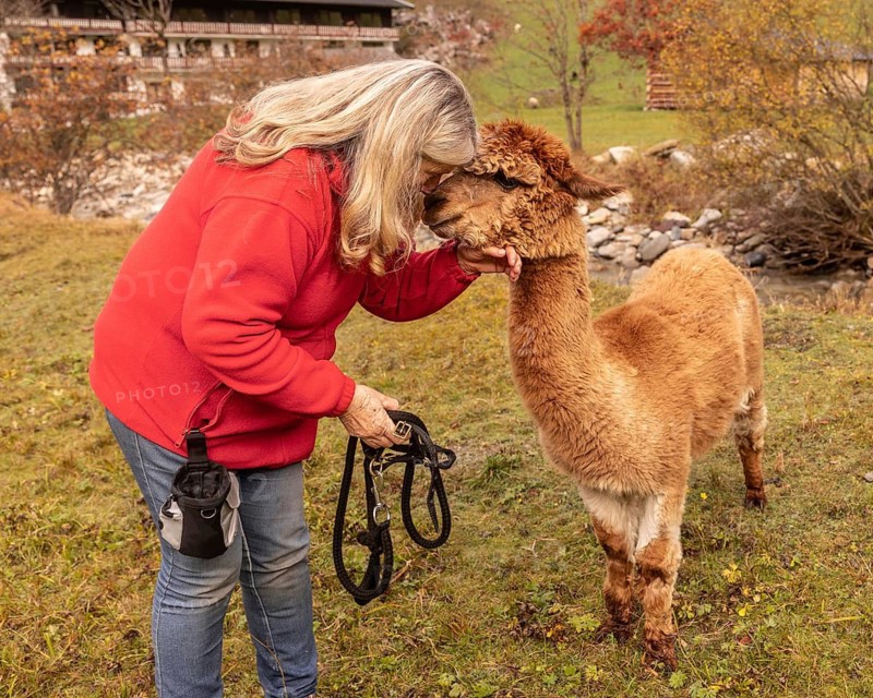 An elderly woman in a red sweater tenderly interacts with a brown alpaca in a picturesque Austrian countryside setting. She gently pats the animal's head while holding a lead in her hand
