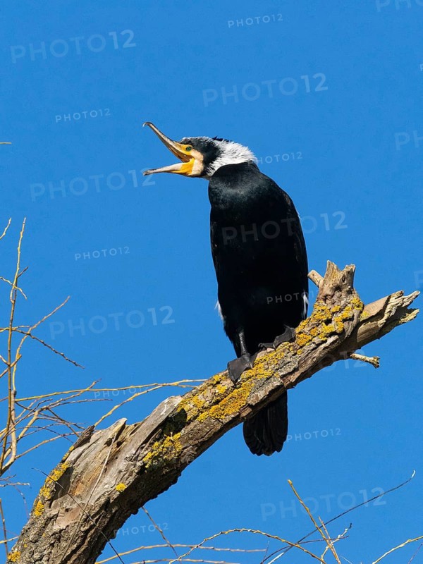 Common Cormorant (Phalacrocorax carbo), adult male in breeding plumage, with its beak wide open, to clear its gullet after fishing, Hesse, Germany