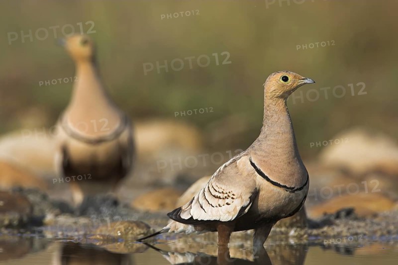 Chestnut-bellied Sandgrouse (Pterocles exustus) male, Oman