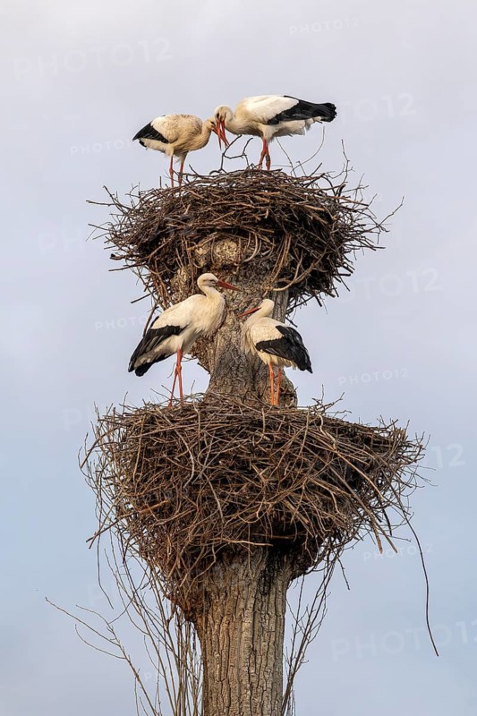 White storks, Rapperswil, Switzerland