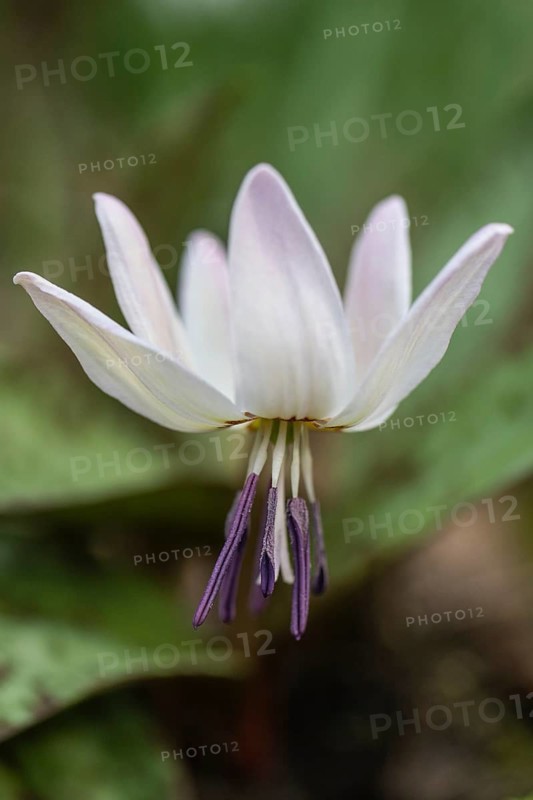 Dog's tooth (Erythronium dens-canis), Emsland, Lower Saxony, Germany
