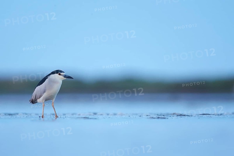 Black-crowned Night Heron (Nycticorax nycticorax), Camarque, France