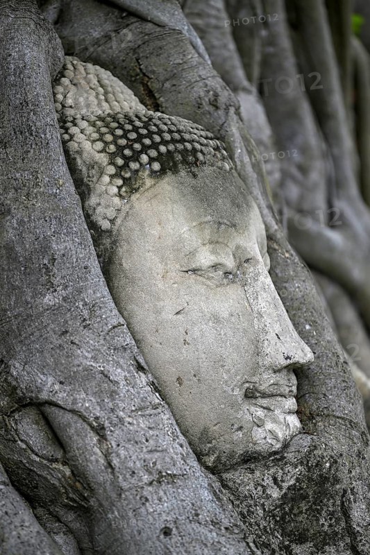 Sandstone Buddha head at the foot of a Bodhi tree in Wat Mahathat, Temple of the Great and Holy Relic, Ayutthaya, Ayutthaya Province, Thailand