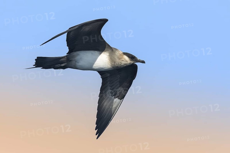 Parasitic Jaeger (Stercorarius parasiticus) flying, Eilat, Israel