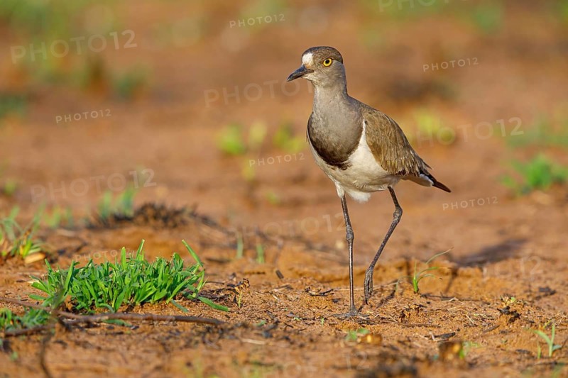 Lapwing (Vanellus lugubris), animals, birds, biotope, habitat, foraging, wader, plover family, Mkuze Game Reserve, Mkuze, KwaZulu-Natal, S¸dafrica