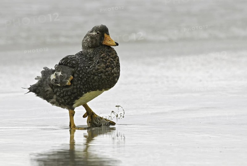 Flying Steamer Duck (Tachyeres patachonicus), Falkland Islands