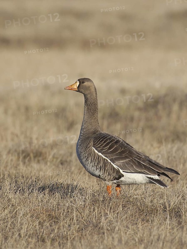 Greater White-fronted Goose (Anser albifrons), Alaska, USA