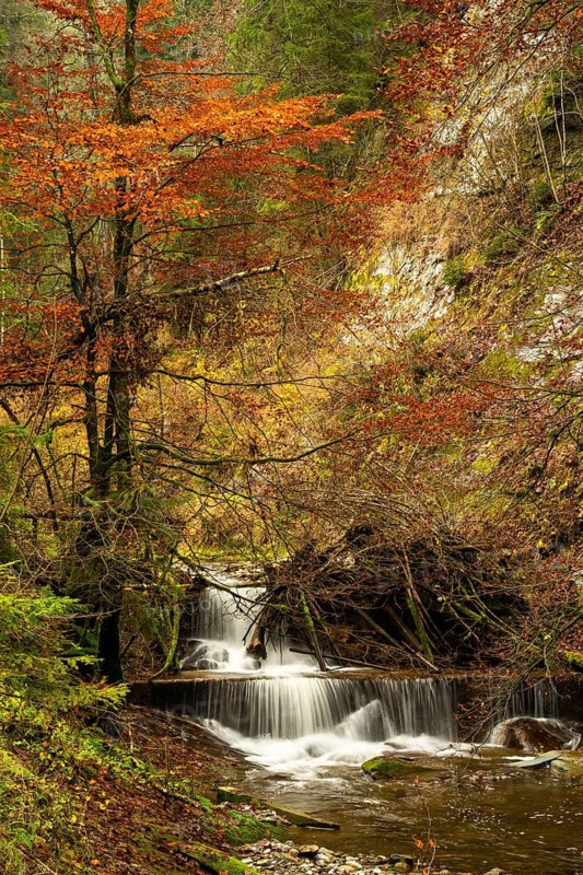 The Hausbachklamm gorge in autumn. The Hausbach with a waterfall and trees in autumn leaves. Long exposure. Weiler-Simmerberg, West Allgäu, Allgäu, Bavaria, Germany