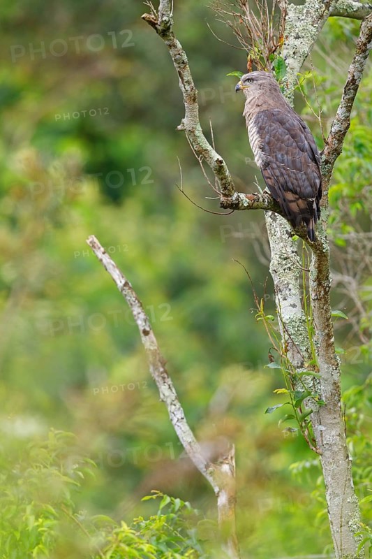 Fasciated Snake-Eagle, Southern Banded Snake-Eagle, Southern Banded Snake-Eagle, Southern Banded Snake-eagle, Circaetus fasciolatus, Circaète barré, Culebrera barrada, iSimangaliso Wetland Park, St. Lucia, KwaZulu-Natal, South Africa
