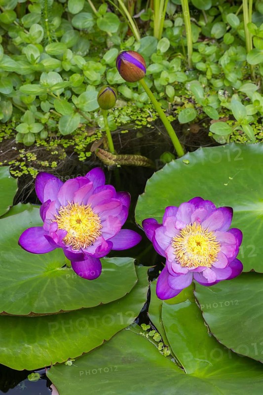 Purple coloured tropical water lilies in a garden pond, Gigantea Dark Purple, water lily, Baden-Württemberg, Germany
