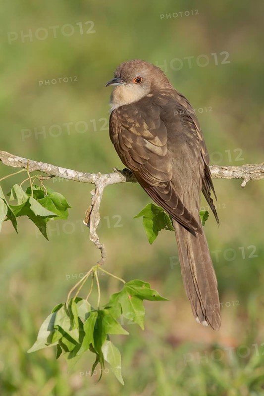 Black-billed Cuckoo (Coccyzus erythropthalmus) perched on a branch, Texas, USA