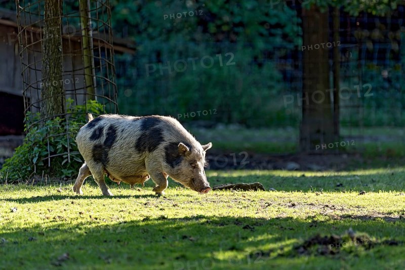 Pot-bellied pig (Sus scrofa f. domestica), female, sow, running and sniffing in oblique evening light in a meadow, Poing Wildlife Park, Upper Bavaria, Bavaria, Germany