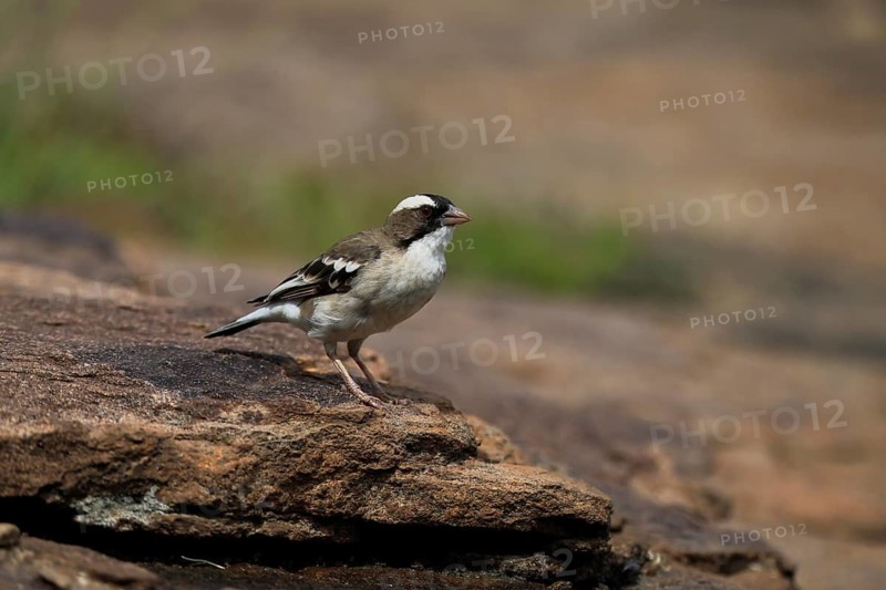 White-browed Weaver (Plocepasser mahali), adult, male, on ground, alert, Mountain Zebra National Park, Eastern Cape, South Africa