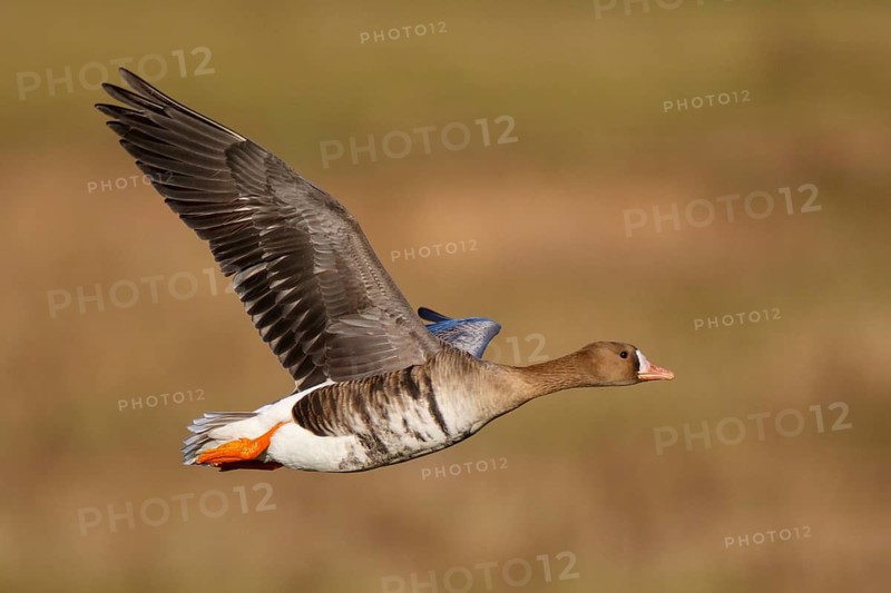 Greater White-fronted Goose (Anser albifrons) flying, North Rhine-Westphalia, Germany