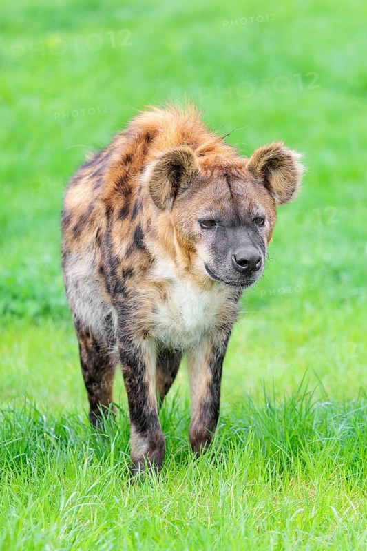 An adult male spotted hyena (Crocuta crocuta) running across a green meadow. Frontal portrait