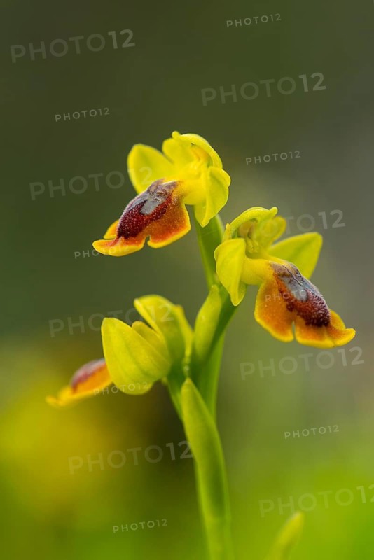 A vibrant close-up of Ophrys lutea, a species of orchid native to Andalusia, showcasing its distinctive yellow blooms against a soft green background