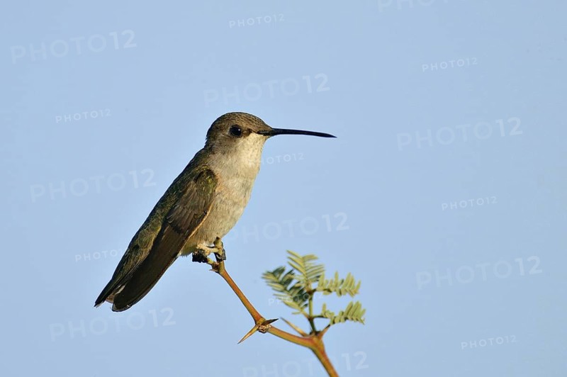 Black-chinned Hummingbird (Archilochus alexandri) female, Arizona, USA