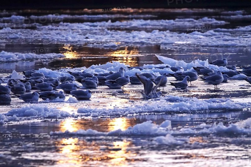 Elbe with ice floes, seagulls, winter, Dresden, Saxony, Germany