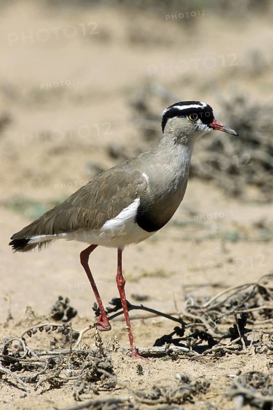 Crowned plover (Vanellus coronatus) foraging in dry riverbed in the Kalahari desert, Kgalagadi Transfrontier Park, South Africa